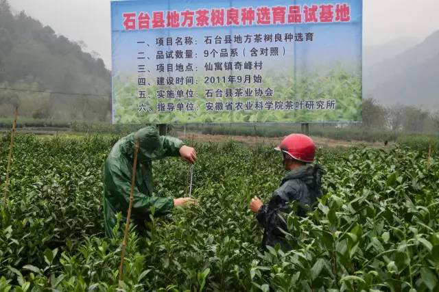 安徽茶园应用国产草莓视频在线播放免费观看绿色防控效果